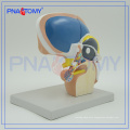 PNT-0620 3x Life Size 4 Parts Diencephalon Model, Brain Models school used